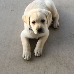 Labrador Retriever Puppies from Cream of Carson Valley Labradors