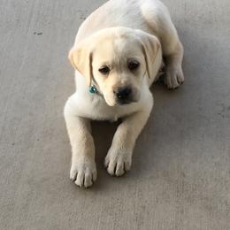 Labrador Retriever Puppies from Cream of Carson Valley Labradors