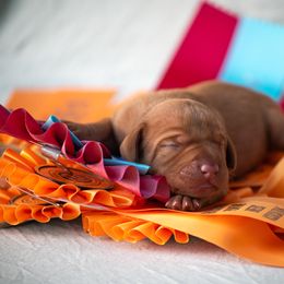 Boy 2 - male Vizsla puppy in Greensburg, Kentucky from Nosam Kennels- Hungarian Vizslas, German Shorthairs & Braccos Located in Kentucky