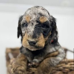 Scout - Merle male Bernedoodle puppy in La Plata, Maryland from Serenity Creek Doodles