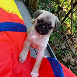 Pug Puppies from Pearly’s Pugs