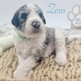 Zeus - Blue merle male Bernedoodle puppy in Omaha, Nebraska from Whimsy Doodles