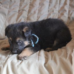 Nikita's Blue boy - Black and tan male German Shepherd puppy in Lake George, Colorado from High Country German Shepherds