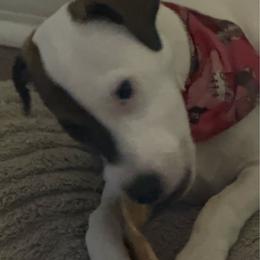Cheeseburger in Paradise - Tri-color male Jack Russell Terrier puppy in Englewood, Florida from Manasota Key Jack Russells