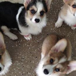 Pembroke Welsh Corgis from Heartsong Pembroke Corgis