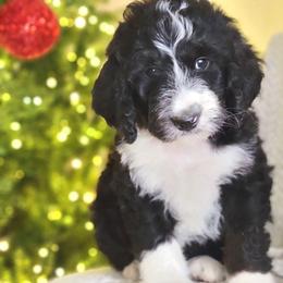 Quartz - Black and white male Bernedoodle puppy in Shelton, Washington from NW Bernedoodles of Washington