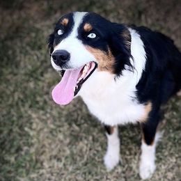 Buckles - Miniature Australian Shepherd