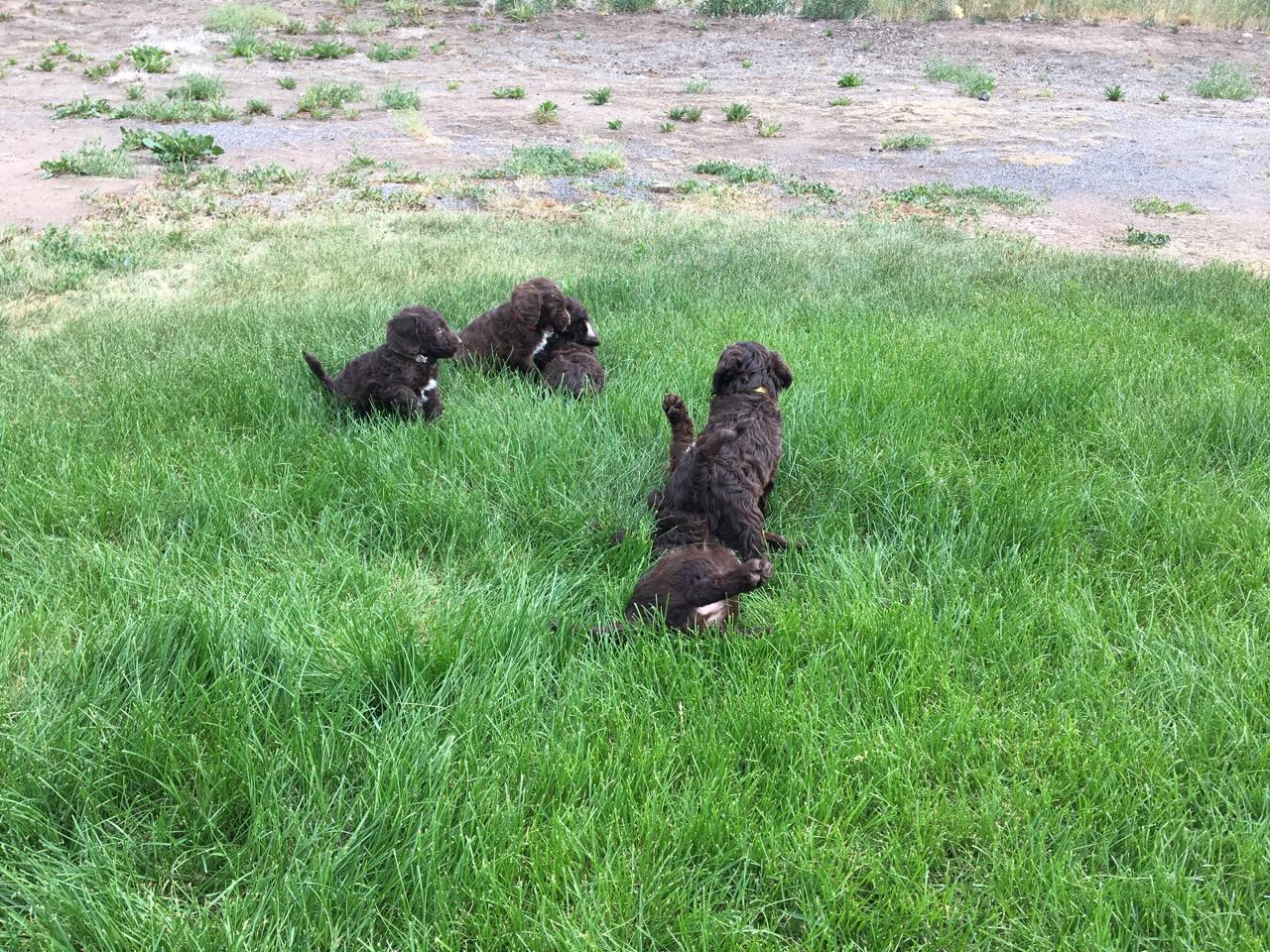 Carlene's Australian Labradoodles in Idaho Australian Labradoodle