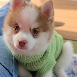 Florian - Red and white male Pomsky puppy in Princeton, Minnesota from Bluebird House of Pomsky