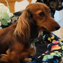 Kopper - Dachshund