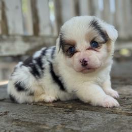 Scooby fluffy (green) - Blue merle and white male American Corgi puppy in East Oakdale, California from Rhettro Kennels