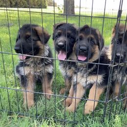 German Shepherd Puppies from Von Falkenberg German Shepherds, LLC