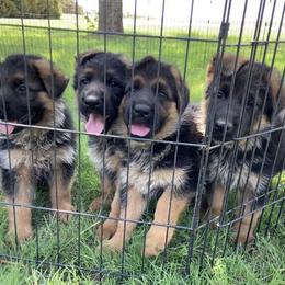 German Shepherd Puppies from Von Falkenberg German Shepherds, LLC