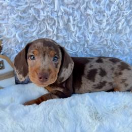 Andrew - Dapple male Dachshund puppy in Colbert, Oklahoma from Brooke Crenshaw