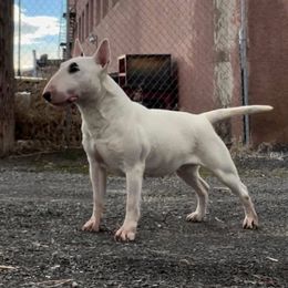 Nim - Bull Terrier
