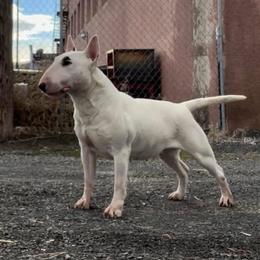 Nim - Bull Terrier
