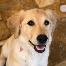 Golden Retrievers from Pot of Gold Golden Retrievers