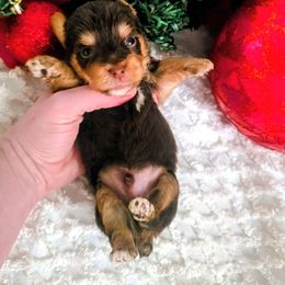 Male 2 - Chocolate, tan and white male Yorkshire Terrier puppy in Lily, Kentucky from Bella Gail Kennels