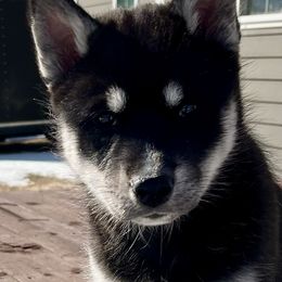 Siberian Husky Puppies from Yetieska Siberians