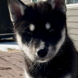 Siberian Husky Puppies from Yetieska Siberians