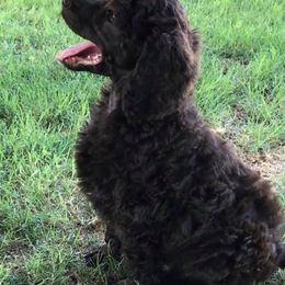 Poodles from TGT Fancy Pants Poodles