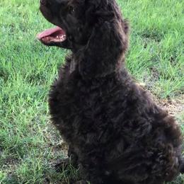 Poodles from TGT Fancy Pants Poodles