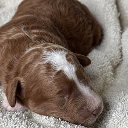 Armani - Red  male Goldendoodle puppy in Colorado Springs, Colorado from Pikes Peak Doodles
