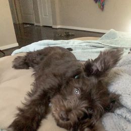 Miniature Schnauzer Puppies from Fran’s Miniature Schnauzer’s