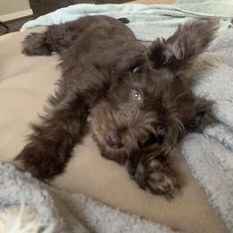 Miniature Schnauzer Puppies from Fran’s Miniature Schnauzer’s