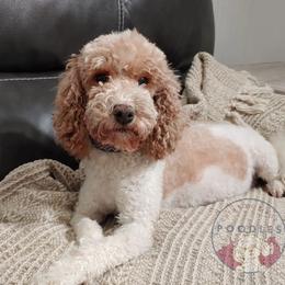 Noki - Poodle
