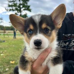Leo - Black and tan male Pembroke Welsh Corgi puppy in Blair, Wisconsin from Sandy’s Pet Grooming and Boarding & AKC Corgis