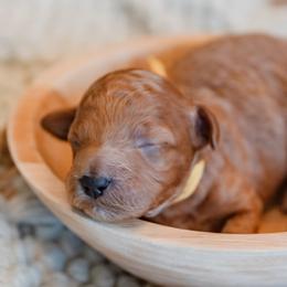 Avery Anna - Red  female Goldendoodle puppy in Lumberton, Mississippi from SouthernDoodlebug/ Utah Doodlebug