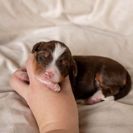Kiwi - female Golden Mountain Doodle puppy in New River, Arizona from Sonoran Standard Doodles
