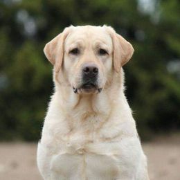 River - Labrador Retriever