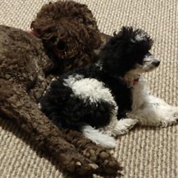 Poodles from Mary Holmes