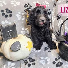 Double Doodle and Labradoodle Puppies from Superdoodles of San Antonio