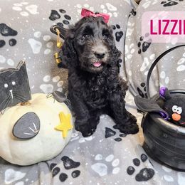 Double Doodle and Labradoodle Puppies from Superdoodles of San Antonio
