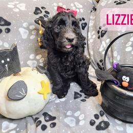 Double Doodle and Labradoodle Puppies from Superdoodles of San Antonio