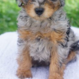 Jack - Merle male Bernedoodle puppy in Caldwell, Idaho from Treasure Valley Poodles