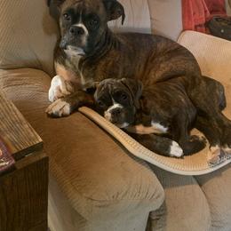 Boxer Puppies from Black Canyon Boxers