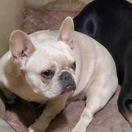 French Bulldogs from My Bougie Bullies