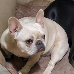 French Bulldogs from My Bougie Bullies
