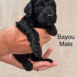 Bayou - Black male Poodle puppy in Woodleaf, North Carolina from Circle T Ranch K9s