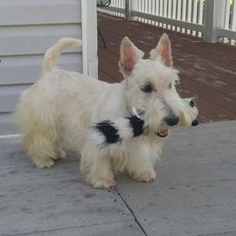Scottish Terrier Puppies from Glendarra Scottish Terriers