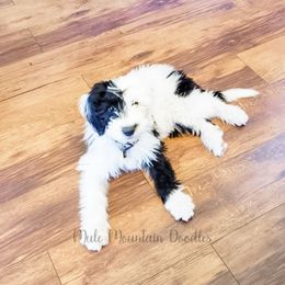 Double Doodle, Labradoodle, and Sheepadoodle Puppies from Mule Mountain Doodles