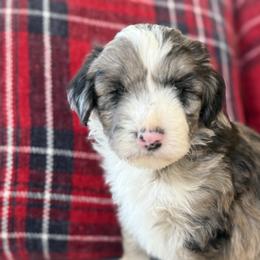 Cranberry Sauce❤️ - Red merle male Aussiedoodle puppy in Granbury, Texas from Triple Cross Doodles