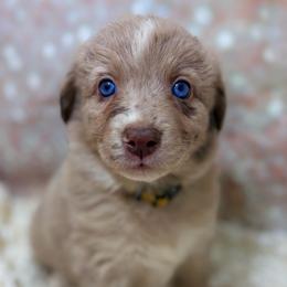 Honey - Yellow Collar - Red merle female Australian Shepherd puppy in San Marcos, California from Faith Family Freedom Farm