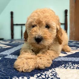 Betsy Ross - Apricot female Poodle puppy in Fairfield, North Carolina from Leaning T Ranch