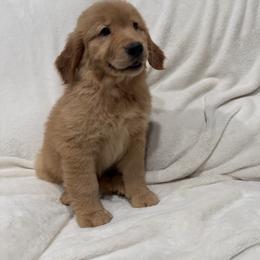 Golden Retriever Puppies from Sultan’s Goldens