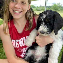 Bernedoodle Puppies from Sunset Family Farm